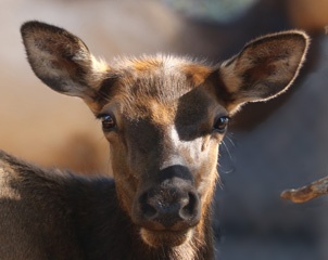 young elk